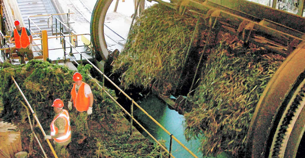 An $82m dope crop is prepared for destruction at Farleigh sugar mill. The illegal crop, found at a Mt Pelion property, was Queensland’s biggest cannabis haul of 2011 and had to be destroyed at the mill due to a fire ban. An $82m dope crop is prepared for destruction at Farleigh sugar mill. The illegal crop, found at a Mt Pelion property, was Queensland’s biggest cannabis haul of 2011 and had to be destroyed at the mill due to a fire ban.